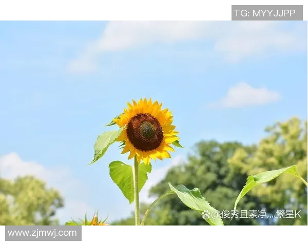 细数太阳五大高光时刻，满满回忆杀